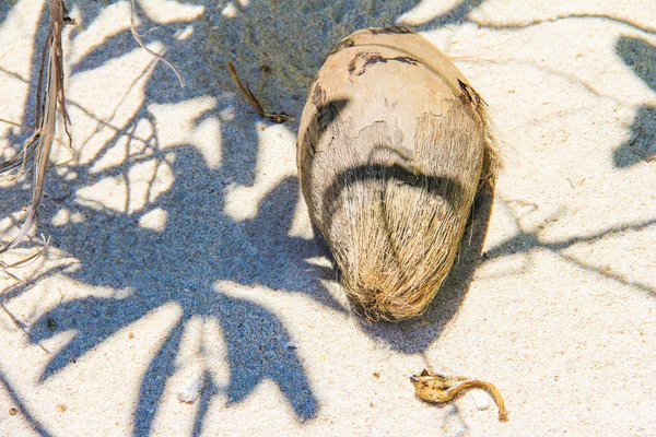 Kokosnuss am tropischen weißen Sandstrand an einem sonnigen Tag — Stockfoto