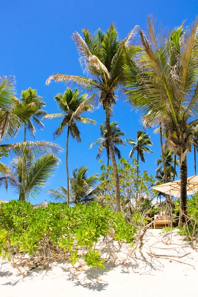 Kokospalmer på sandstranden i seyshelles — Stockfoto