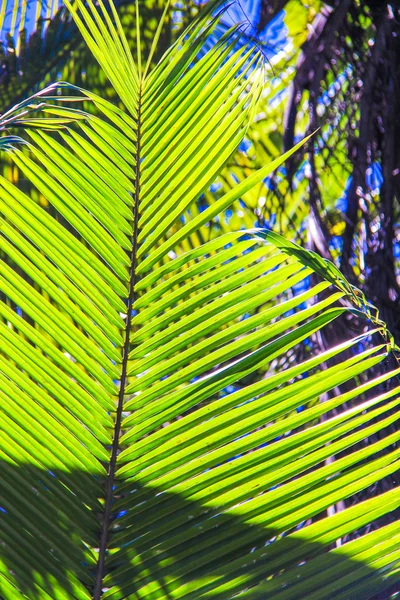 Grande folha de palma no fundo céu azul — Fotografia de Stock