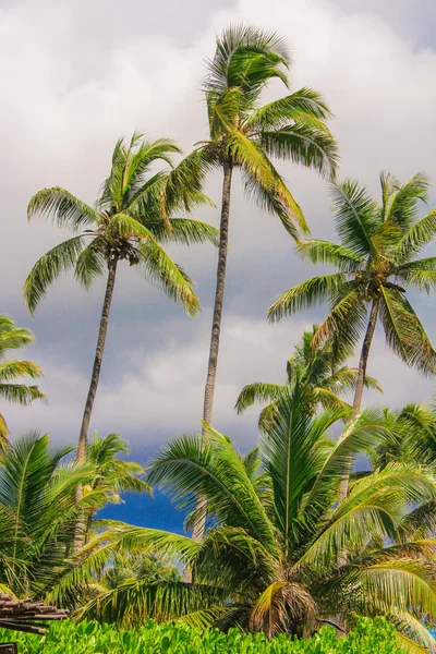 Пальма на песчаном пляже в Сейшелах — стоковое фото