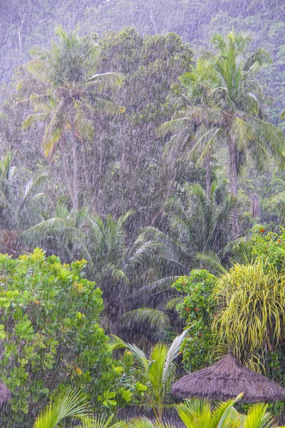 强在塞舌尔群岛的热带雨 — 图库照片