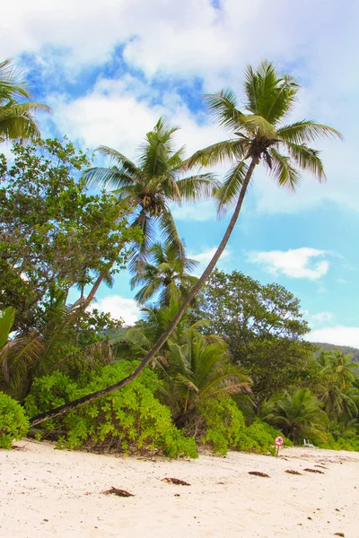 Coconut Palm tree on the sandy beach in Seyshelles — Stock Photo, Image