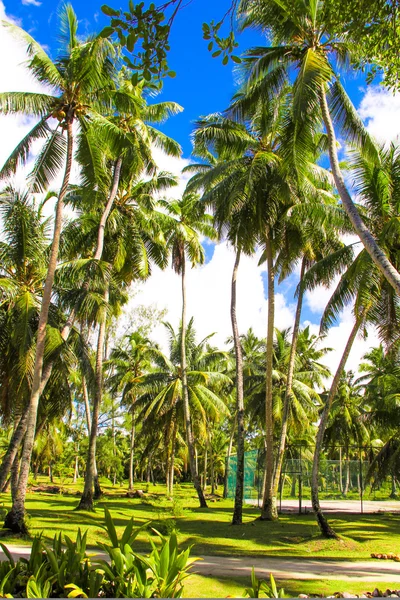 Coconut Palm trees on the sandy beach in Seyshelles — Stock Photo, Image