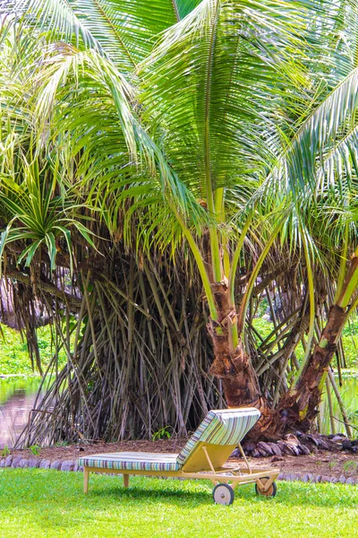 Lounger under palm in the hotel near pool at Seychelles — Stock Photo, Image