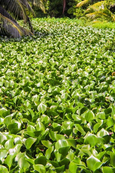 Plantas tropicais nas Seychelles — Fotografia de Stock