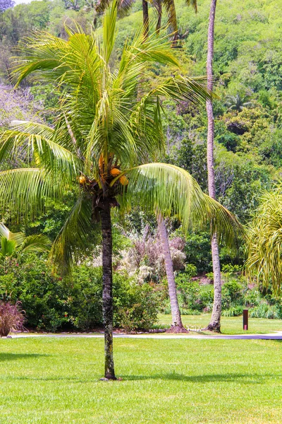 Palm tree on luxury hotel in Seyshelles — Stock Photo, Image