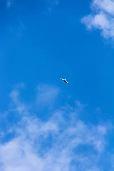 Bird flying high in the clear blue sky — Stock Photo, Image