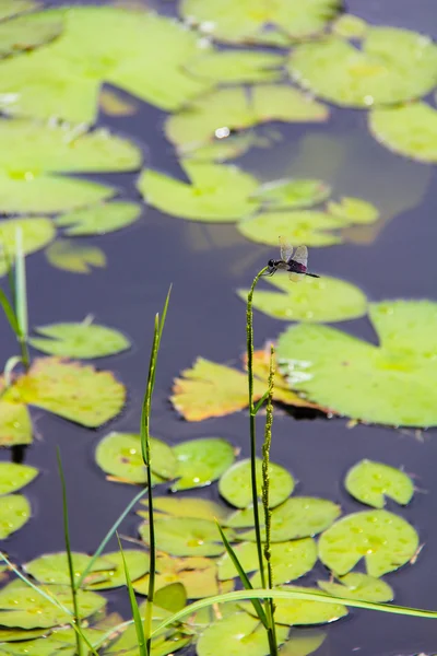 Біле латаття на невеликому озері в seyshelles — стокове фото