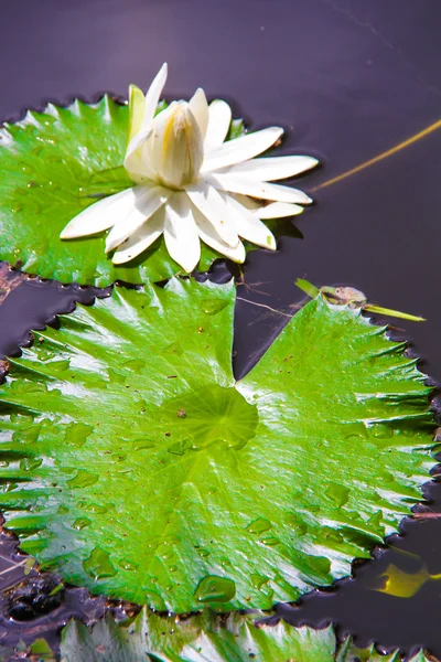 White water lily on the small lake in Seyshelles — Stock Photo, Image