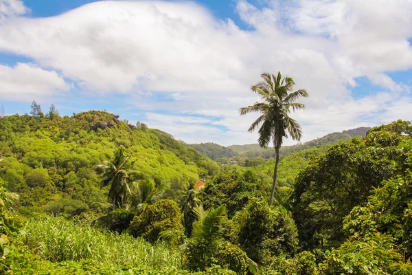 Palmier sur l'île tropicale des Seyshelles — Photo