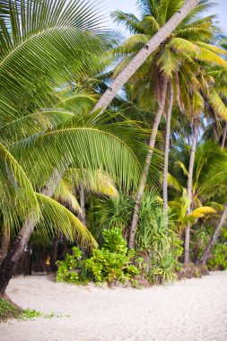 Palmiye ağaçları ve beyaz kumsallı tropik plaj