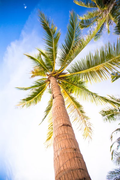 Coconut palm tree op de zandstrand achtergrond blauwe hemel — Stockfoto