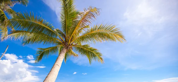 Coconut palm tree op de zandstrand achtergrond blauwe hemel — Stockfoto