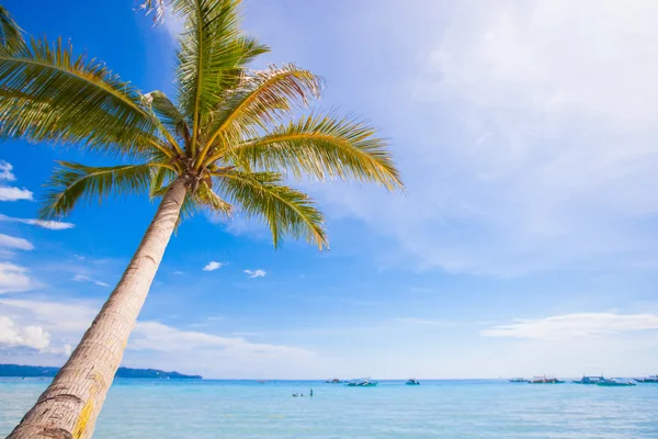 Palmera de coco en el fondo de la playa de arena cielo azul — Foto de Stock