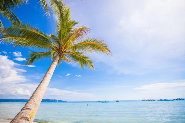 Coconut palmträd på sandstranden bakgrunden blå himlen — Stockfoto