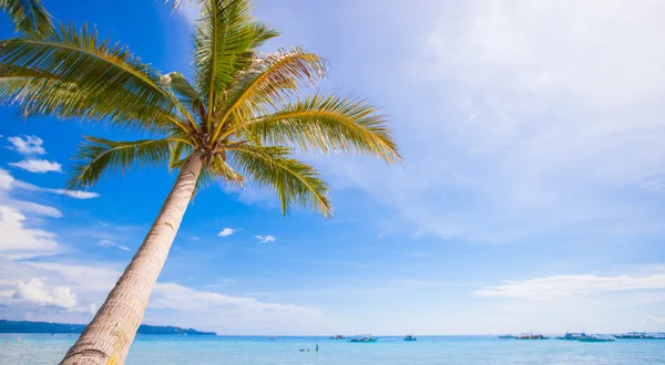 Palmera de coco en el fondo de la playa de arena cielo azul —  Fotos de Stock