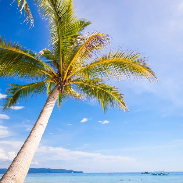 Coconut palm tree op de zandstrand achtergrond blauwe hemel — Stockfoto