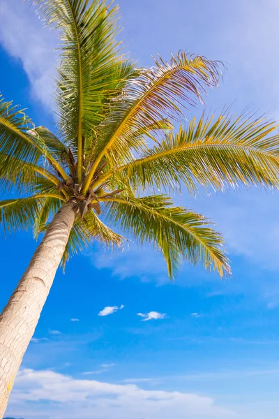 椰子棕榈树在沙滩背景蓝色天空 — 图库照片