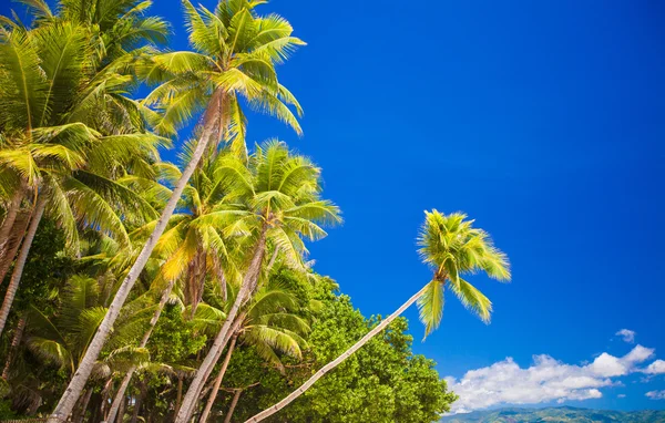 Coconut palm tree op het zandstrand in Filippijnen — Stockfoto