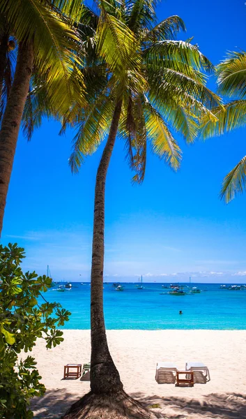 Kokospalme am Sandstrand einer exotischen Insel — Stockfoto