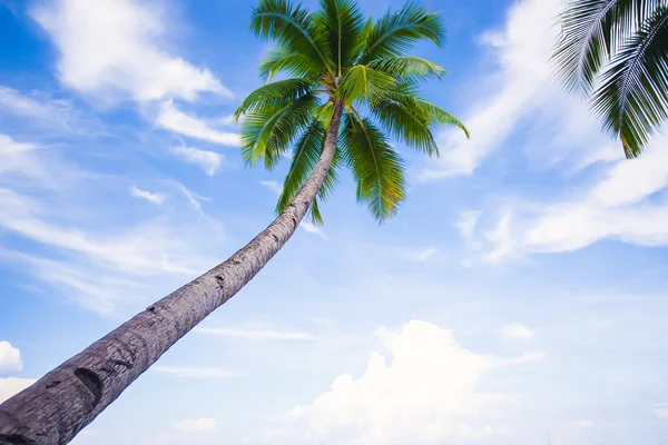 Coconut palmträd på sandstranden bakgrunden blå himlen — Stockfoto