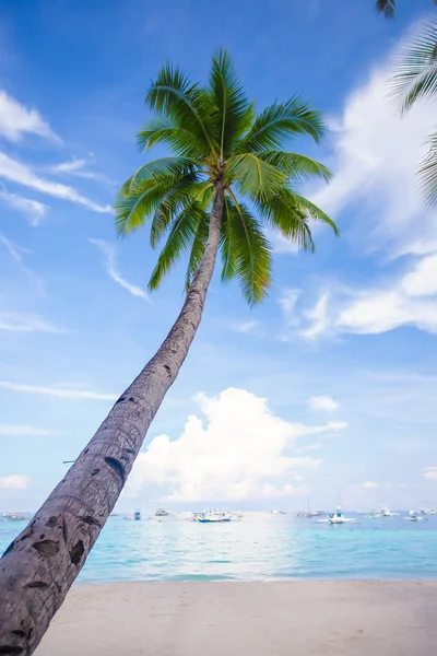椰子棕榈树在沙滩背景蓝色天空 — 图库照片