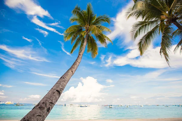 Coconut palmträd på sandstranden bakgrunden blå himlen — Stockfoto