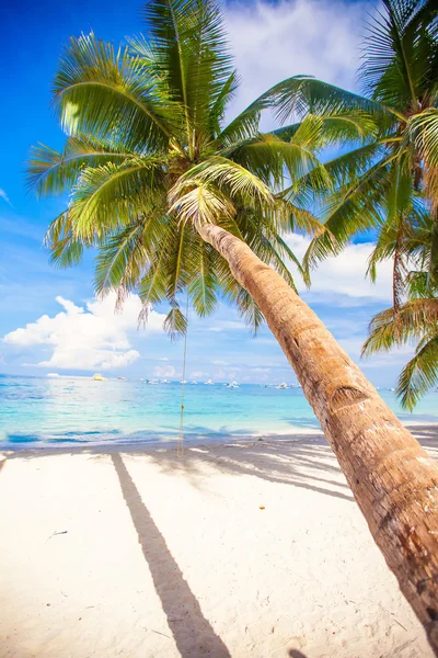 Coconut palm tree op het witte zandstrand — Stockfoto