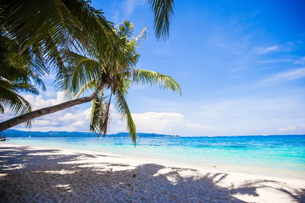 Kokosová palma na bílé písečné pláži — Stock fotografie