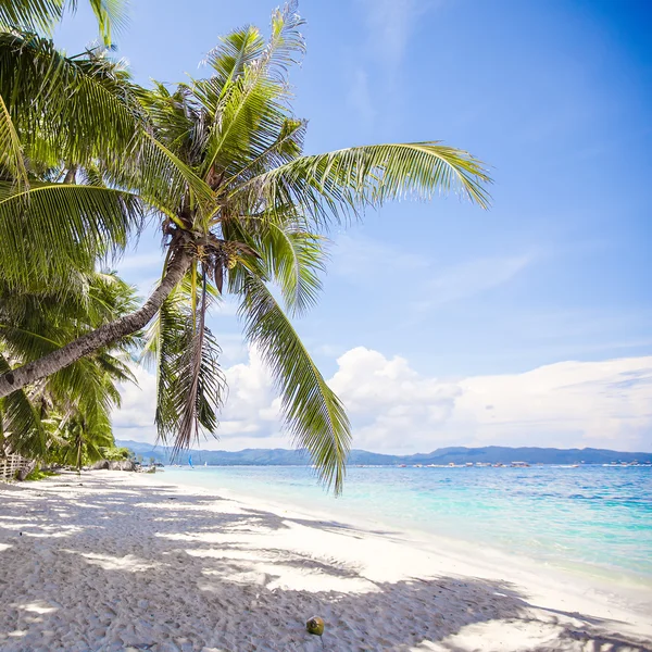 Hindistan cevizi hurma ağacı beyaz kumlu plaj — Stok fotoğraf