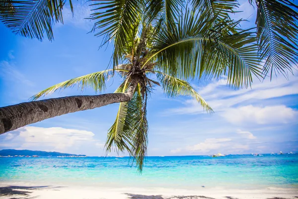 Coconut palm tree op het witte zandstrand — Stockfoto