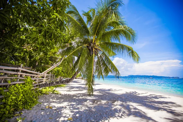 Coconut palm tree op het witte zandstrand — Stockfoto