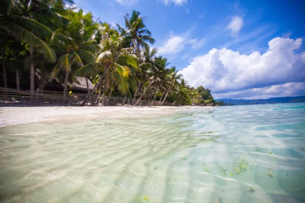 Desert island with palm tree on the beach — Stock Photo, Image