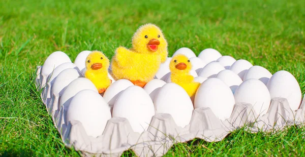 Huevos blancos en bandeja de papel y pollos en primer plano de hierba verde —  Fotos de Stock