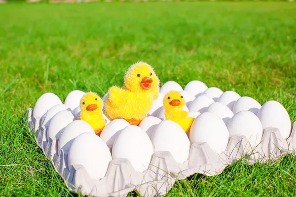 Bandeja de primeros planos huevos blancos con los símbolos de los pollos amarillos de Pascua —  Fotos de Stock