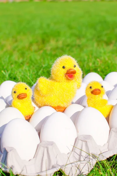 Huevos de gallina blanca en un soporte de huevo y gallina amarilla con gallinas — Foto de Stock