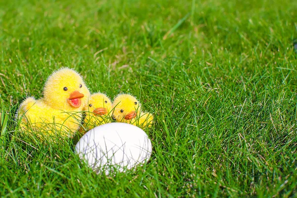 Białe jajko w zielonej trawy i kurczaki zbliżenie — Zdjęcie stockowe
