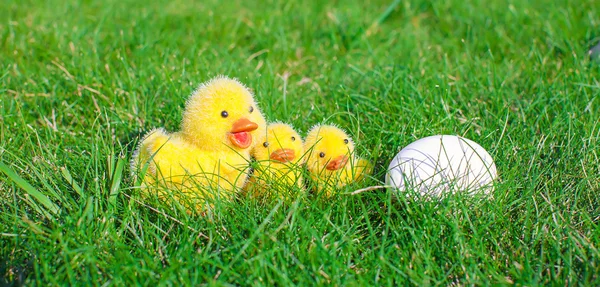 Uovo bianco primo piano con i simboli dei polli gialli pasquali — Foto Stock