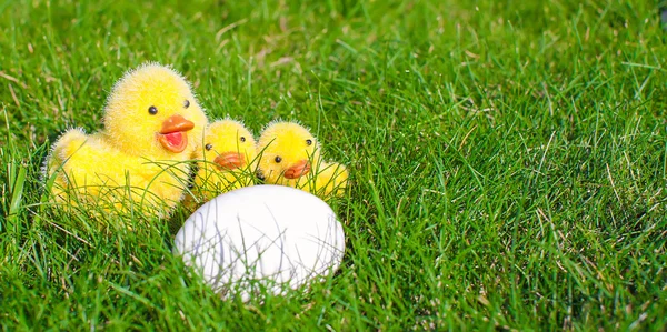 Huevo blanco en hierba verde y pollos de cerca — Foto de Stock