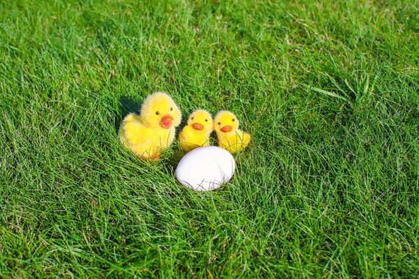 Huevo de pollo blanco y pollos amarillos en hierba verde —  Fotos de Stock