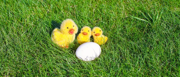 Uovo di pollo bianco e polli gialli in erba verde — Foto Stock