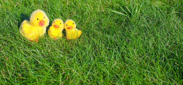 Symbol der Osterfeiertage - kleine gelbe Hühner auf grünem Gras — Stockfoto
