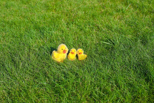 Kleine gelbe Hühner auf grünem Gras — Stockfoto