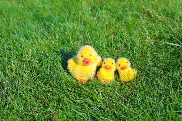 Nahaufnahme gelbe Hühner im Osterurlaub — Stockfoto