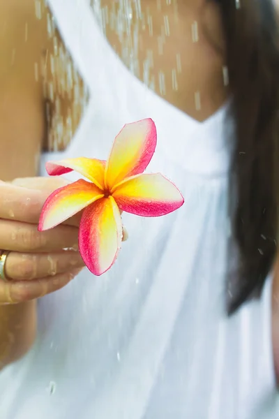 Primer plano de las manos femeninas sosteniendo la flor tropical de frangipani amarillo — Foto de Stock