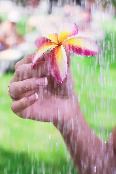Pembe frangipani tropikal çiçek tutan eller closeup — Stok fotoğraf