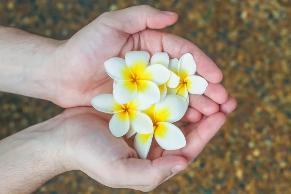 Primo piano di mani maschili che tengono Plumeria fiore tropicale — Foto Stock