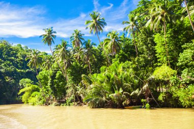 Loboc nehir ve orman Adası bohol Filipinler at