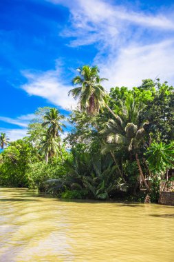 Loboc nehir ve orman Adası bohol Filipinler at