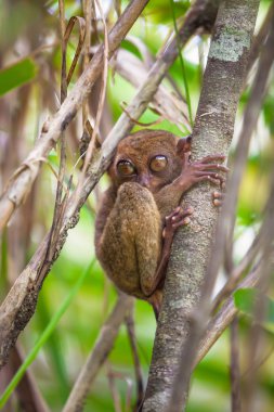küçük komik tarsier ağaç doğal ortamda bohol Adası, Filipinler
